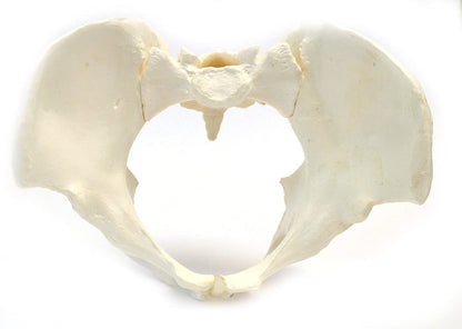 Female Pelvis Bone Model