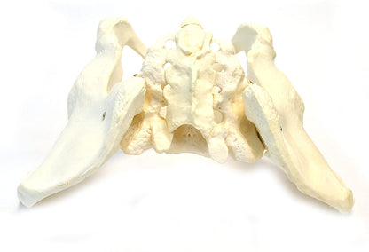 Female Pelvis