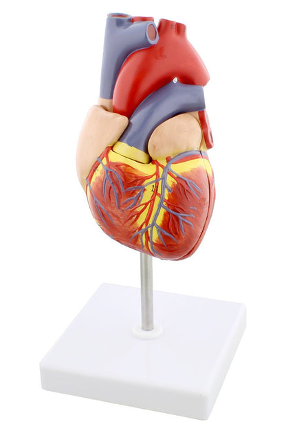 Anatomical Heart Model, Anatomically correct Human Heart Anatomy Model – 2 Part Heart Models Anatomy Life Size Medical Heart Model