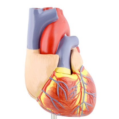 Anatomical Heart Model, Anatomically correct Human Heart Anatomy Model – 2 Part Heart Models Anatomy Life Size Medical Heart Model