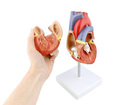 Anatomical Heart Model, Anatomically correct Human Heart Anatomy Model – 2 Part Heart Models Anatomy Life Size Medical Heart Model