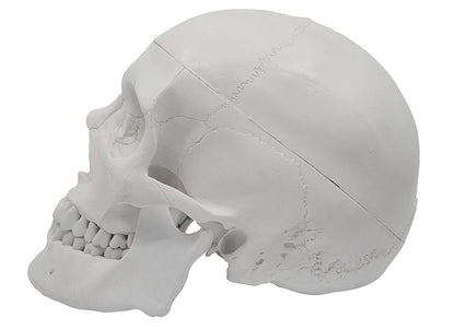 Human Adult Skull Model, Life Sized