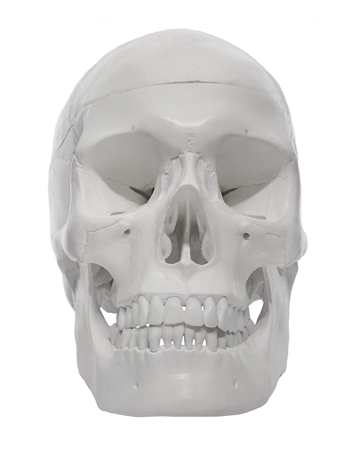 Human Adult Skull Model, Life Sized