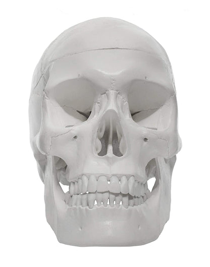 Human Adult Skull Model, Life Sized