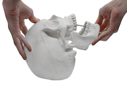 Human Adult Skull Model, Life Sized