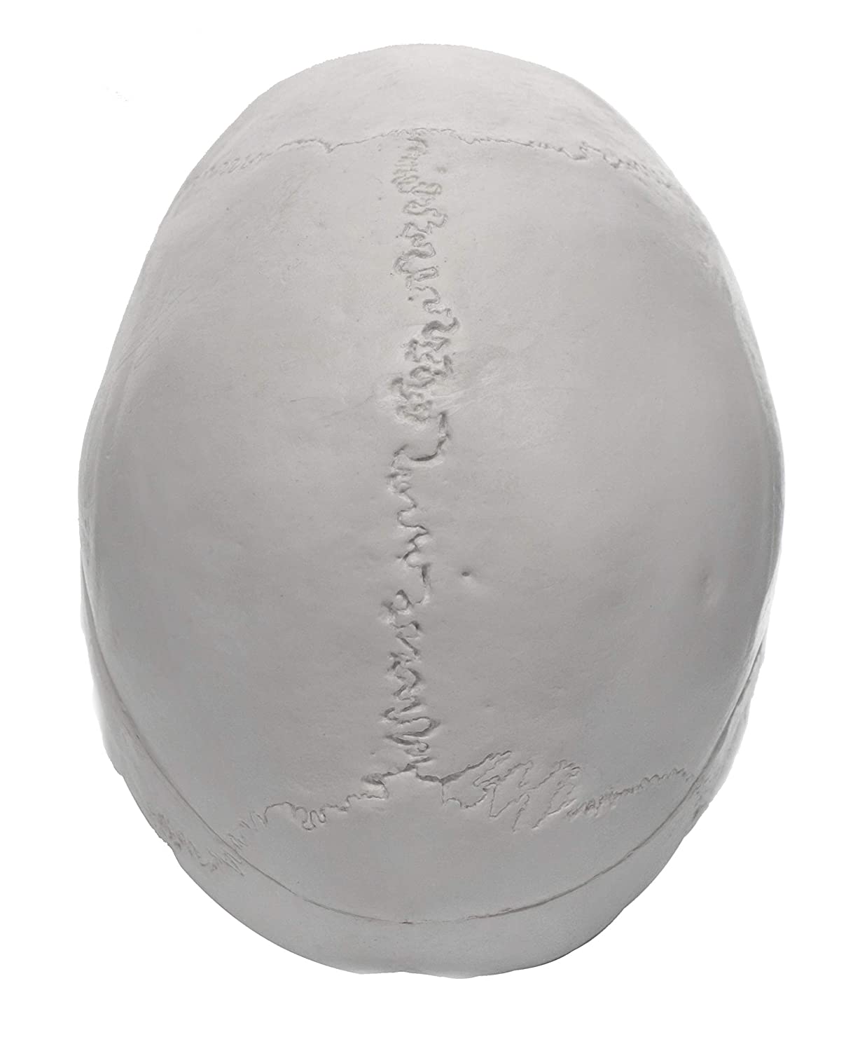 Human Adult Skull Model, Life Sized