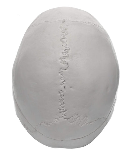 Human Adult Skull Model, Life Sized