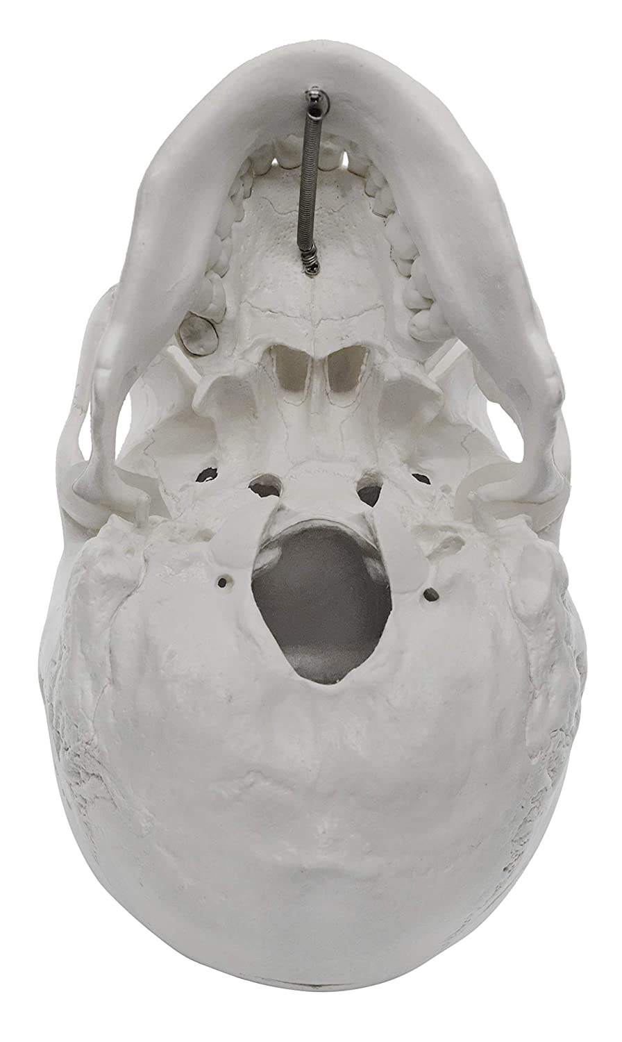 Human Adult Skull Model, Life Sized