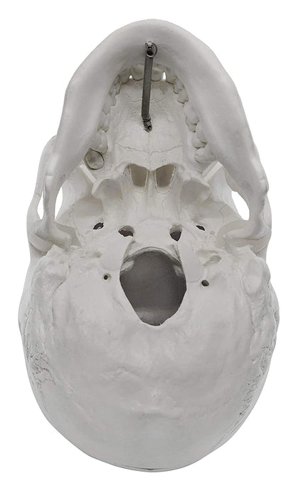 Human Adult Skull Model, Life Sized