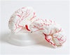 Human Brain with Arteries 8 parts