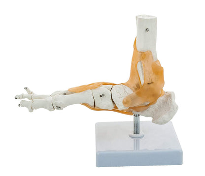 BEXCO foot and Ankle Skeletal Model with Flexible Ligaments for Movement of the Ankle Joint, Right Foot Model, Premium Medical Anatomical Model, Perfect For Orthopedicians