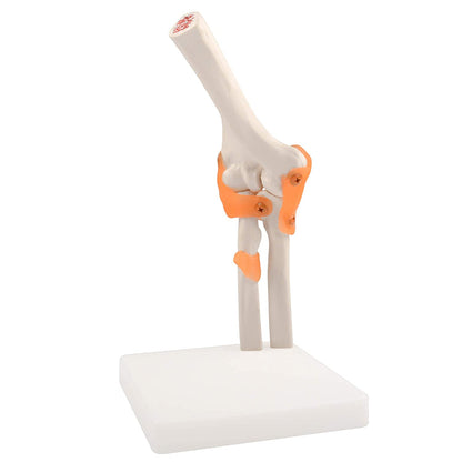 Elbow Joint Model Human Anatomical model