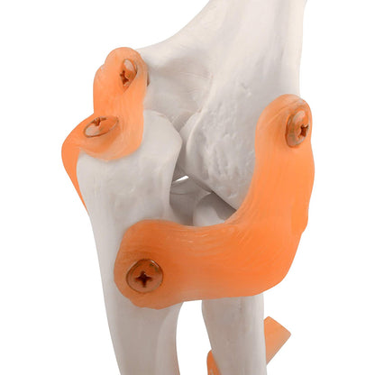 Elbow Joint Model Human Anatomical model