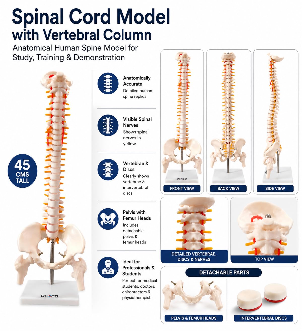 45cm Human Spinal Cord Model with Vertebral Column - Anatomical Spine Model for Medical Students & Doctors - Features Spinal Nerves, Intervertebral Discs, Pelvis & Detachable Femur Heads