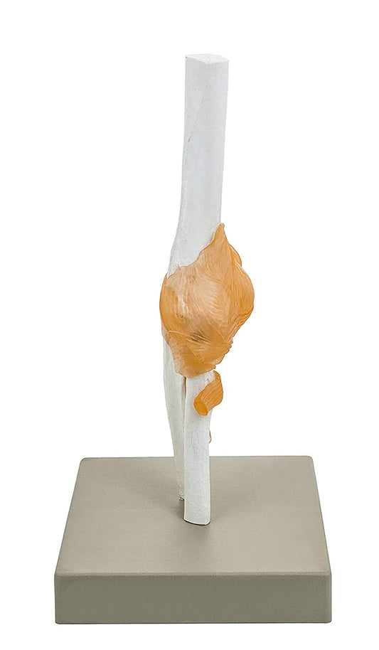 Elbow Joint Model Human Anatomical model