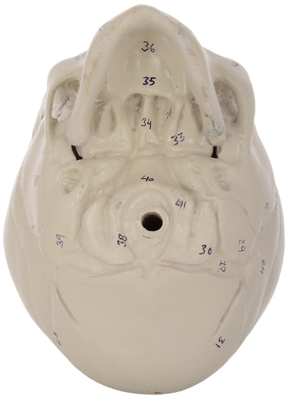 Human Fetal Skull