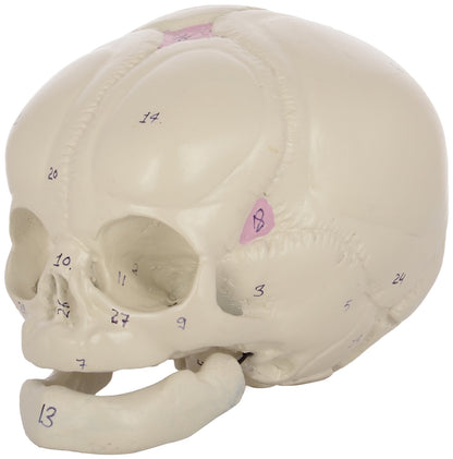 Human Fetal Skull