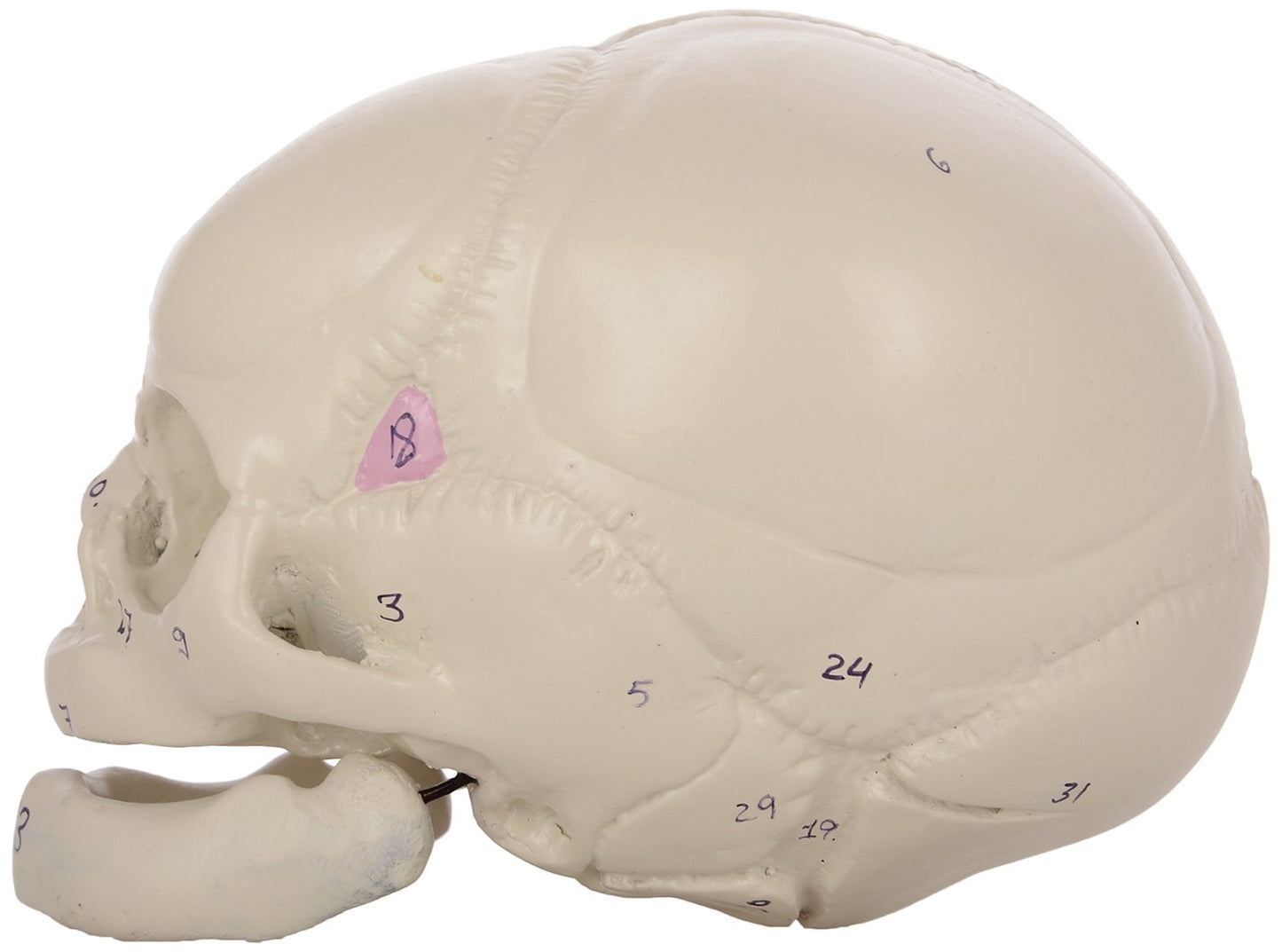 Human Fetal Skull
