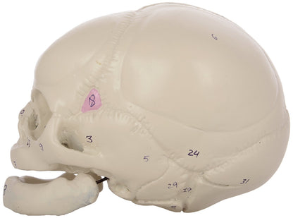Human Fetal Skull
