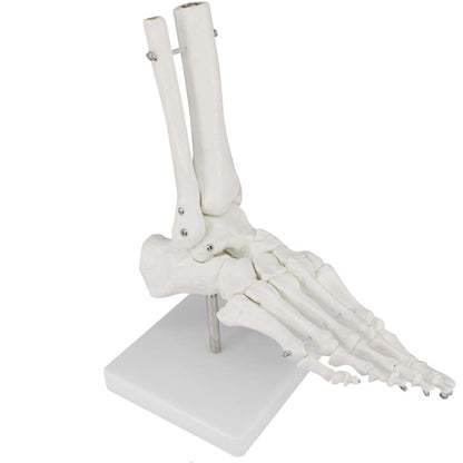 Human Foot Skeleton Model