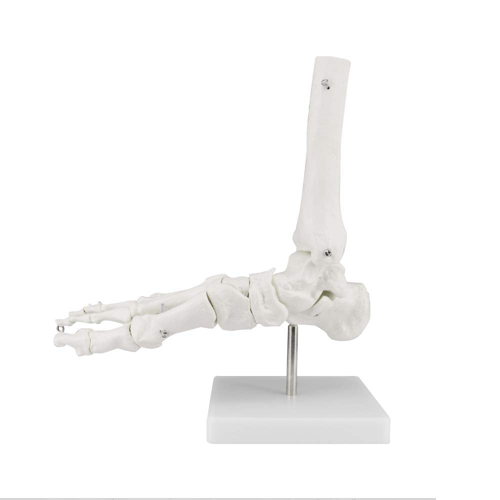 Human Foot Skeleton Model