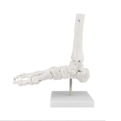 Human Foot Skeleton Model
