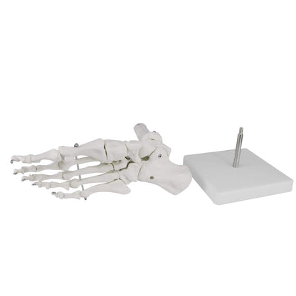 Human Foot Skeleton Model