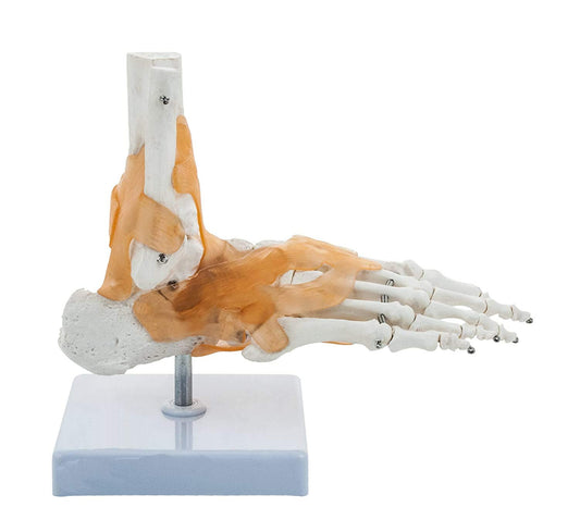 BEXCO foot and Ankle Skeletal Model with Flexible Ligaments for Movement of the Ankle Joint, Right Foot Model, Premium Medical Anatomical Model, Perfect For Orthopedicians