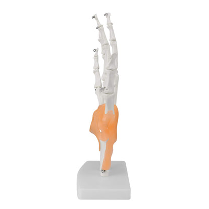 Hand Joint Model with Ligaments