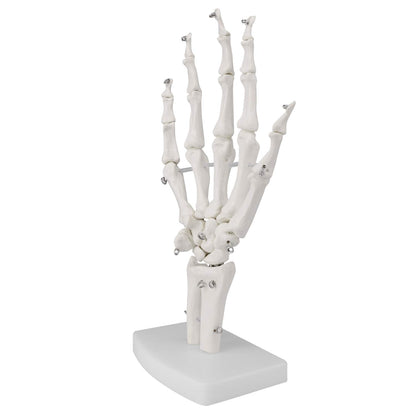 Hand Joint Skeletal Model
