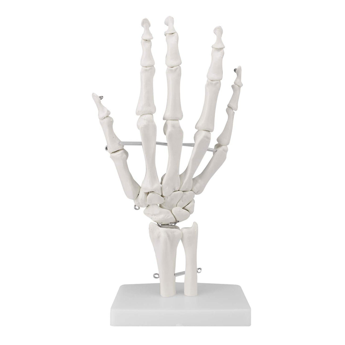 Hand Joint Skeletal Model