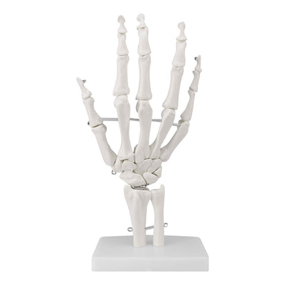 Hand Joint Skeletal Model