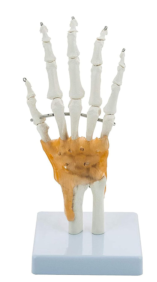 Hand and Wrist Skeleton Model, with Flexible Ligaments to Show Movement, Life Size, Medical Anatomical Model