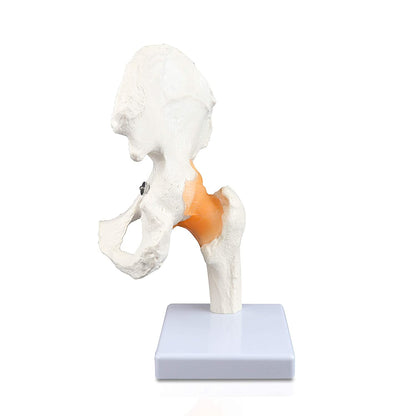 Human Pelvis Hip Joint Model with Flexible Ligaments Anatomically Correct Orthopaedic Model with Detailed Study Guide