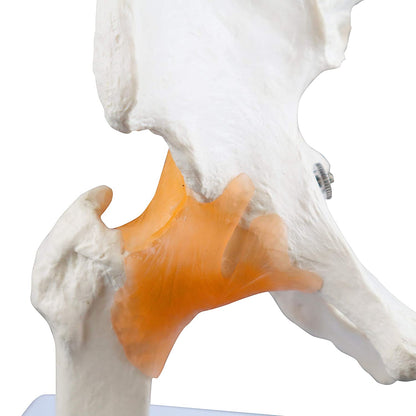 Human Pelvis Hip Joint Model with Flexible Ligaments Anatomically Correct Orthopaedic Model with Detailed Study Guide