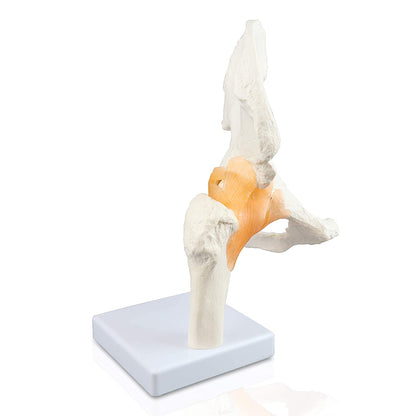 Human Pelvis Hip Joint Model with Flexible Ligaments Anatomically Correct Orthopaedic Model with Detailed Study Guide