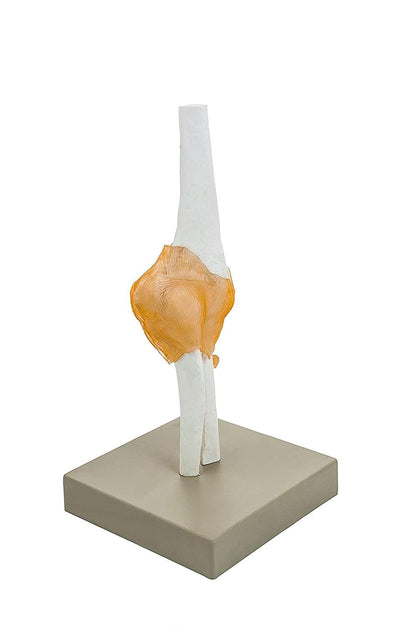 Elbow Joint Model Human Anatomical model