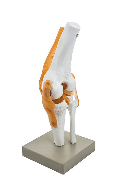 Human Knee Joint Model with Flexible Ligaments, Anatomically Accurate, Orthopedic Model