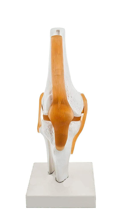 Human Knee Joint Model with Flexible Ligaments, Anatomically Accurate, Orthopedic Model