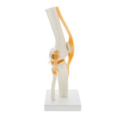 Human Knee Joint Model with Flexible Ligaments, Anatomically Accurate, Orthopedic Model