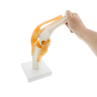 Human Knee Joint Model with Flexible Ligaments, Anatomically Accurate, Orthopedic Model