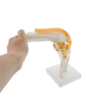 Human Knee Joint Model with Flexible Ligaments, Anatomically Accurate, Orthopedic Model