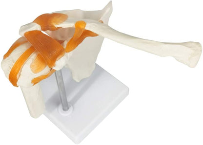 Human Shoulder Joint Anatomical Model - Life Size with Flexible Ligaments