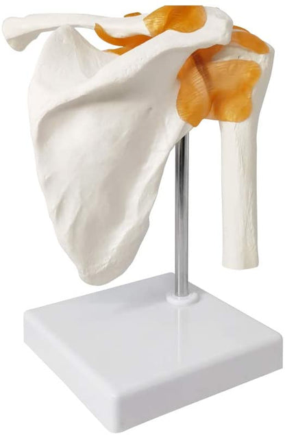 Human Shoulder Joint Anatomical Model - Life Size with Flexible Ligaments