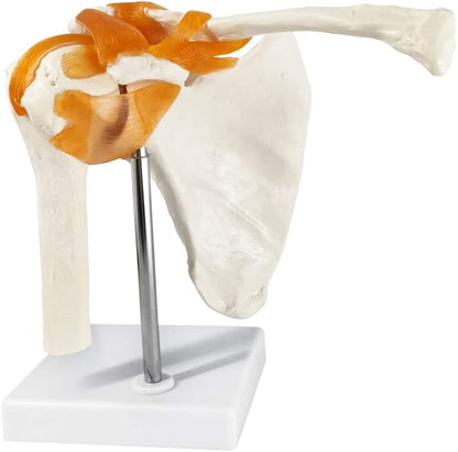 Human Shoulder Joint Anatomical Model - Life Size with Flexible Ligaments