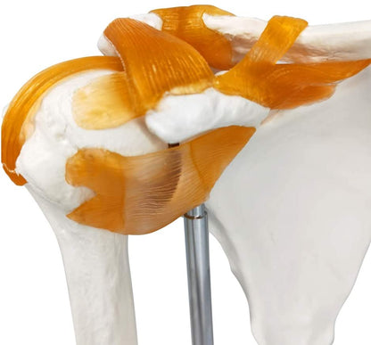 Human Shoulder Joint Anatomical Model - Life Size with Flexible Ligaments