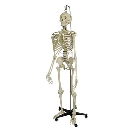 BEXCO 5 ft life size Articulated human skeleton model with stand plastic Rolling base and iron rod