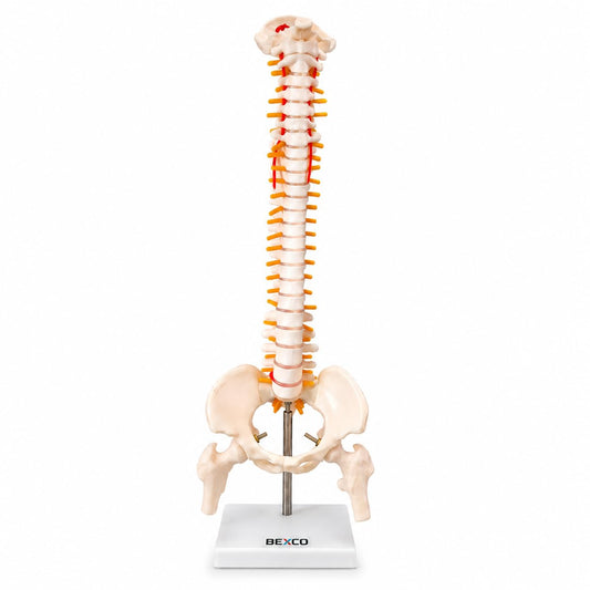 45cm Human Spinal Cord Model with Vertebral Column - Anatomical Spine Model for Medical Students & Doctors - Features Spinal Nerves, Intervertebral Discs, Pelvis & Detachable Femur Heads