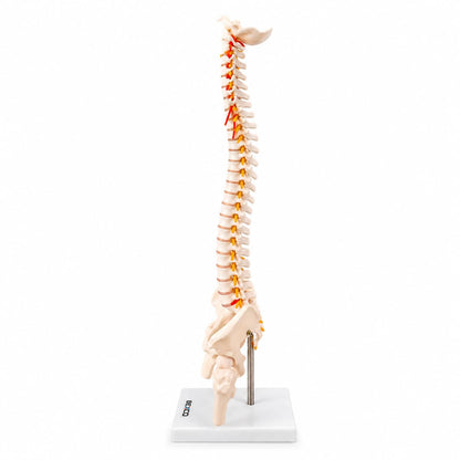45cm Human Spinal Cord Model with Vertebral Column - Anatomical Spine Model for Medical Students & Doctors - Features Spinal Nerves, Intervertebral Discs, Pelvis & Detachable Femur Heads