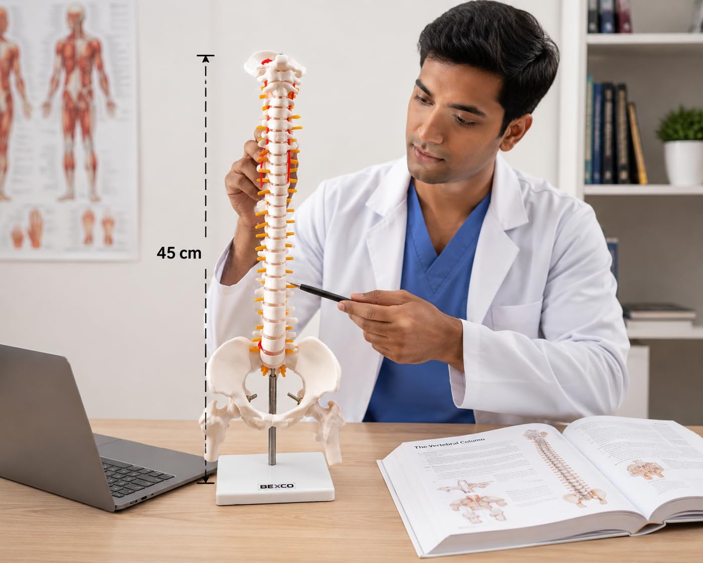 45cm Human Spinal Cord Model with Vertebral Column - Anatomical Spine Model for Medical Students & Doctors - Features Spinal Nerves, Intervertebral Discs, Pelvis & Detachable Femur Heads